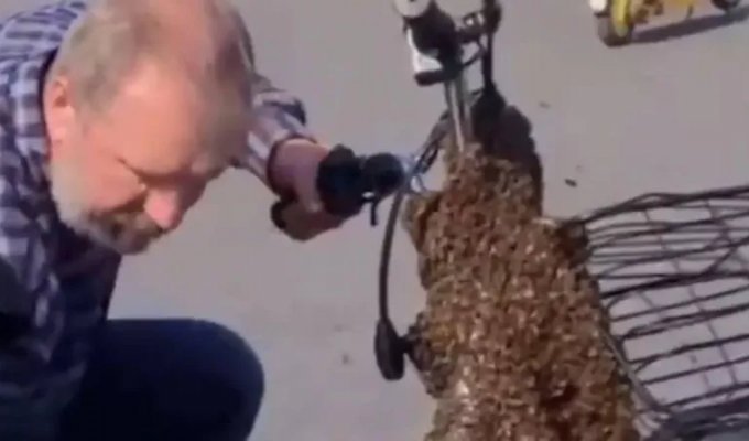 Рой пчёл облепил велосипед доставщика еды (3 фото + 1 видео)