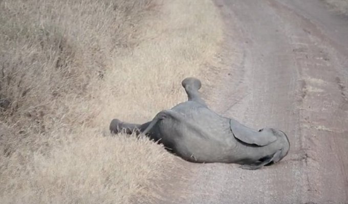 Реакция слонихи на странное поведение слоненка (4 фото + 1 видео)