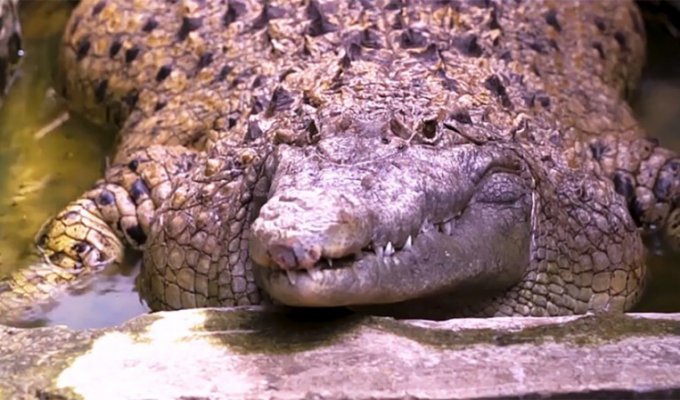 Домашний крокодил: в индонезийской семье 20 лет живет 200-килограммовая рептилия (3 фото + 1 видео)
