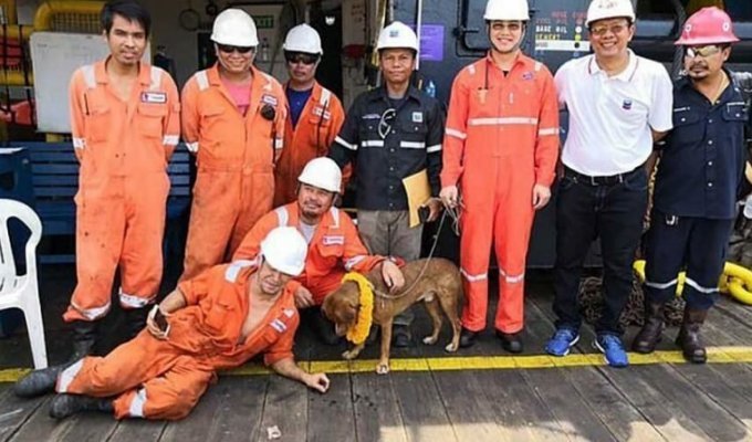 В Таиланде спасли собаку, которая была обнаружена посреди Сиамского залива в 217 километрах от берега (9 фото)