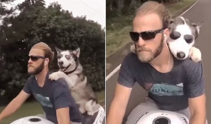 Собака-байкер в очках покоряет Гавайи! (5 фото + 1 видео)