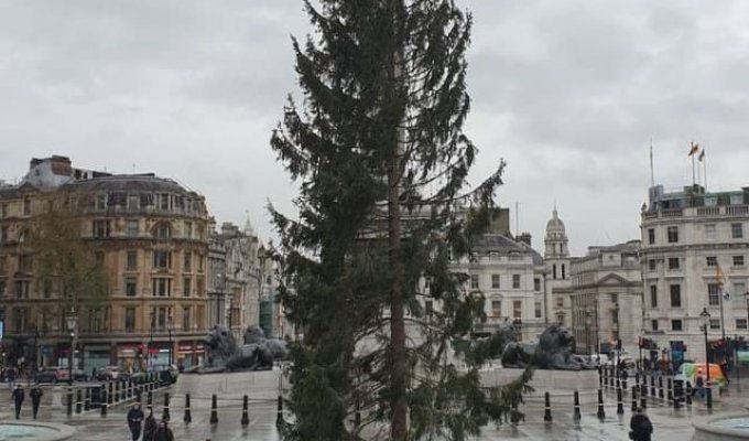 Британцы возмутились очень "скромной" новогодней елкой на Трафальгарской площади (4 фото)