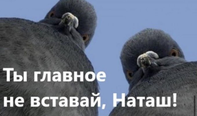 Шутки и мемы с голубями, которые напоминают начальников (10 фото)