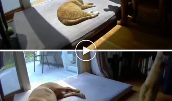 Как пес ложится рядом со спящим котом и наоборот