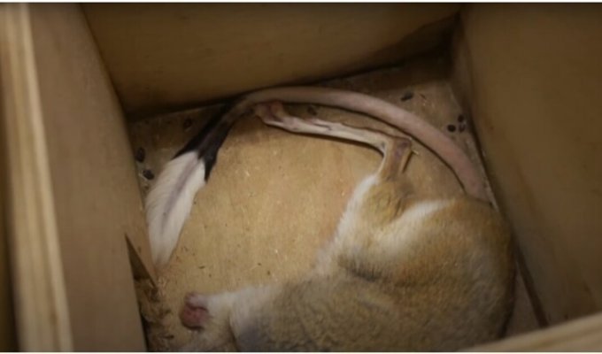 Сотрудники Московского Зоопарка показали, как зимой спят тушканчики (1 фото + 1 видео)