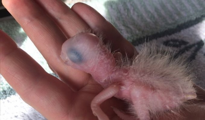 Изменения попугая ара за 2 месяца после рождения (23 фото)