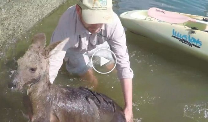Спасение кенгуру, упавшего в воды канала