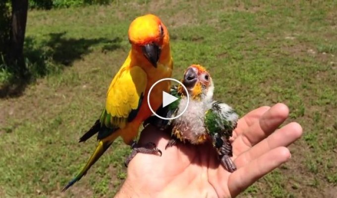 Папа-попугай пытается кормить птенца после гибели матери