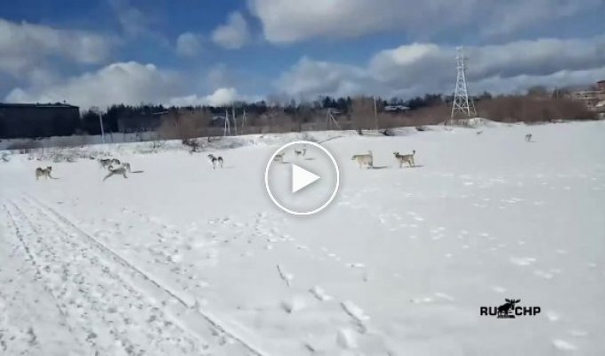 Лыжной палкой отмахиваться от бродячих собак