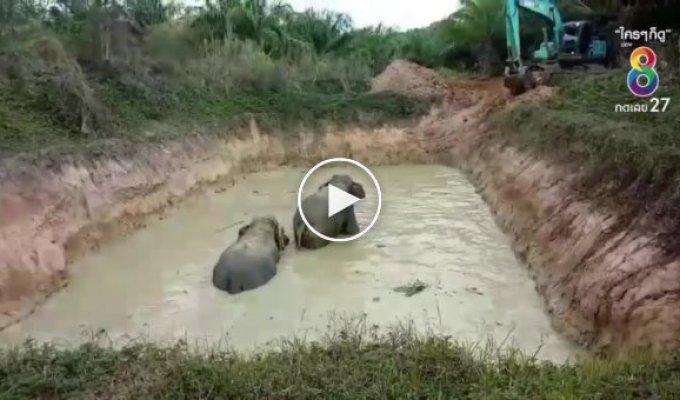 Слоны при помощи экскаватора выбрались из грязного пруда в Индии