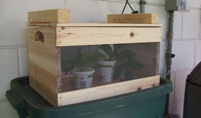 Выращивание бабочек в домашних условиях (9 фото)