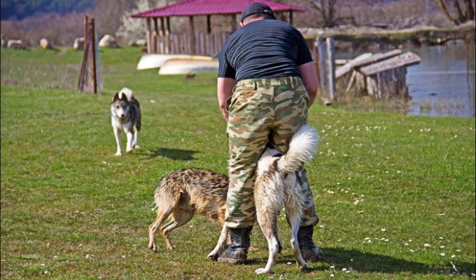 Суд Владивостока вынес приговор Даниле Кислицыну, убившему более 1000 собак (4 фото)