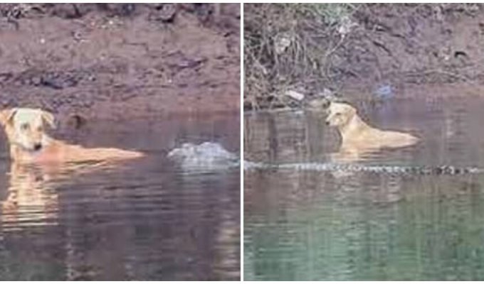 Крокодил спас жизнь собаке, вытолкнув её из реки (6 фото)