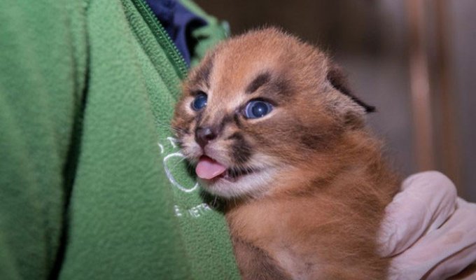 В Орегонском зоопарке впервые показали детенышей каракала (8 фото)