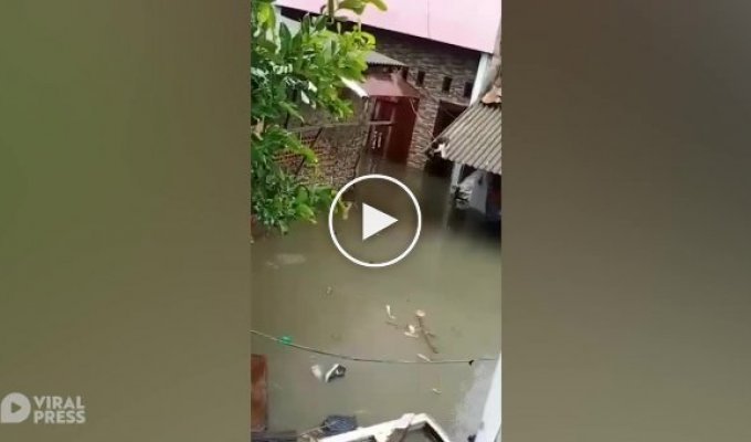 Кот преодолевает водную преграду после наводнения )