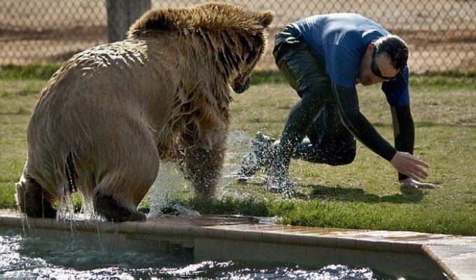 Работник зоопарка играет с медвежатами-гризли (6 фото)