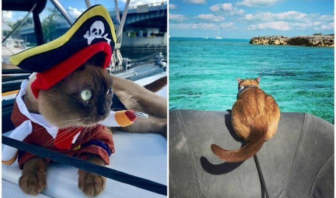 Кошка-морячка очаровала пользователей сети (15 фото)
