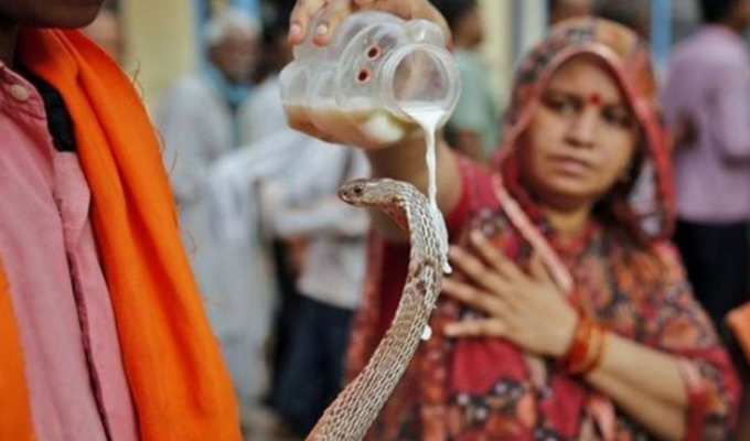 Змеиный праздник Наг Панчами: зачем индусы поклоняются рептилиям? (7 фото)