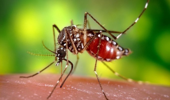 Почему комаров нельзя уничтожить? (3 фото)