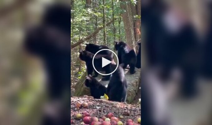 Медведи быстро забрались на дерево