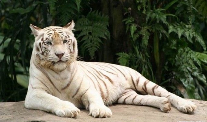 Тигры (53 фото)