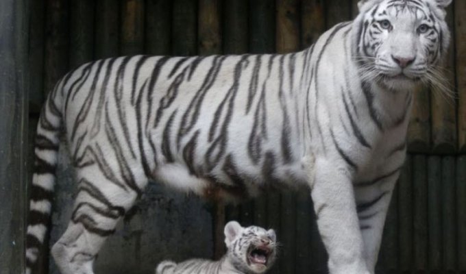 Тройня белых бенгальских тигрят (6 фото)