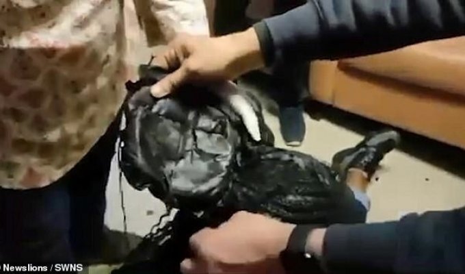 Контрабандистка попыталась провести кокаин под париком (5 фото + 1 видео)