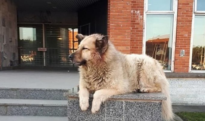 Бездомный пёс Кефир из Соснового Бора, стал лучшей собакой России (4 фото)