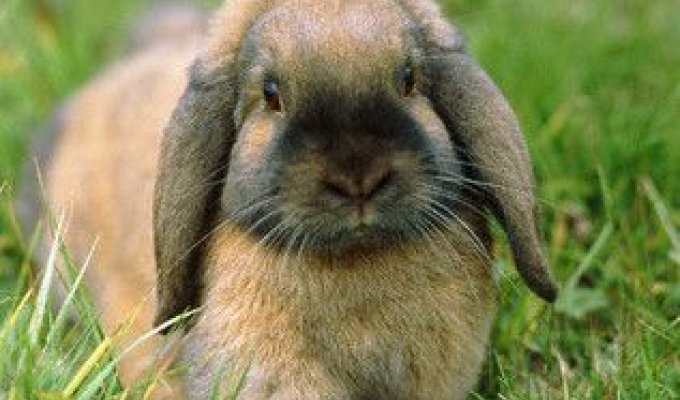 Кролики (23 фотографии)