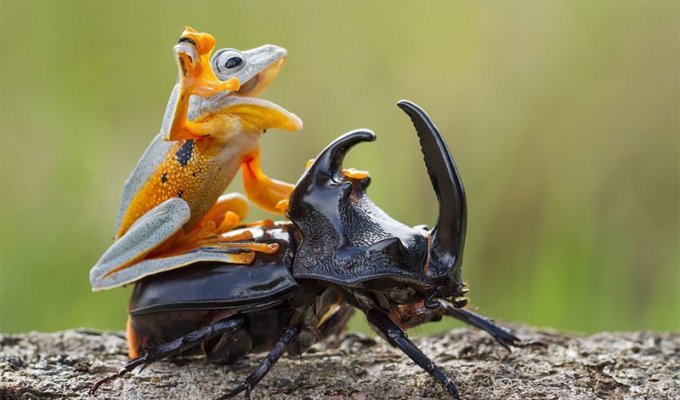 В мире животных: как бесплатно проехаться на жуке (9 фото)