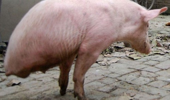В Китае свинья научилась ходить на передних лапах (4 фото)