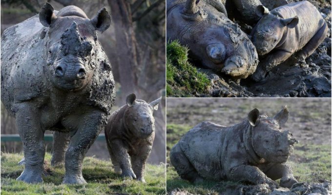 Прелестный детеныш носорога резвится в грязи (10 фото)
