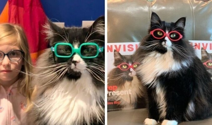 Семья приютила кошку и нашла ей работу в качестве модели для очков (7 фото)