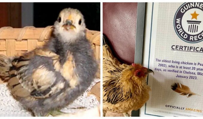 В Мичигане зафиксирована смерть курицы, которая считалась самой старой в мире (7 фото)