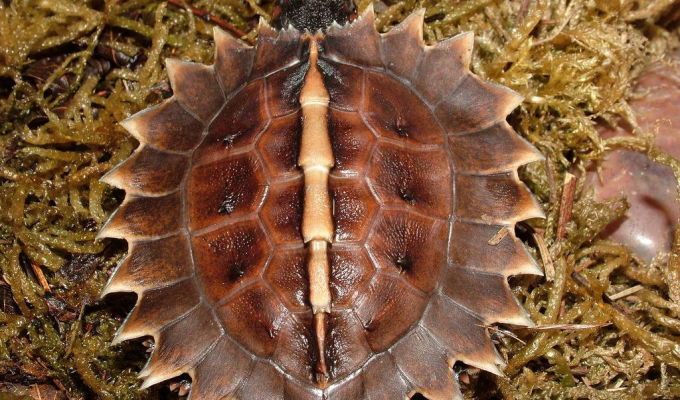 Колючая черепаха: Бритвенно острые сюрикены. Зачем рептилиям лезвия на панцире? (7 фото)