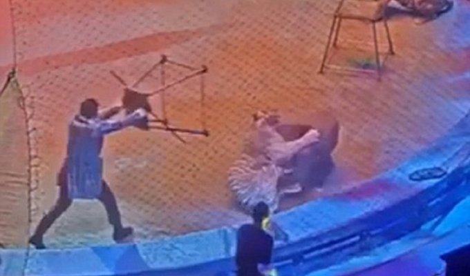 В московском цирке тигр подрался со львом на глазах у публики (4 фото + 1 видео)