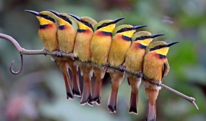 Фотоконкурс World Bird 2012 (15 фото)