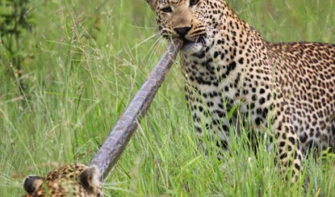 Перетягивание питона двумя леопардами (3 фото)