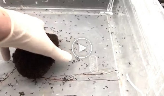 Ученые показали на что способны сцепившиеся муравьи