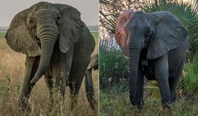 Почему мозамбикские слоны перестали отращивать бивни (7 фото)