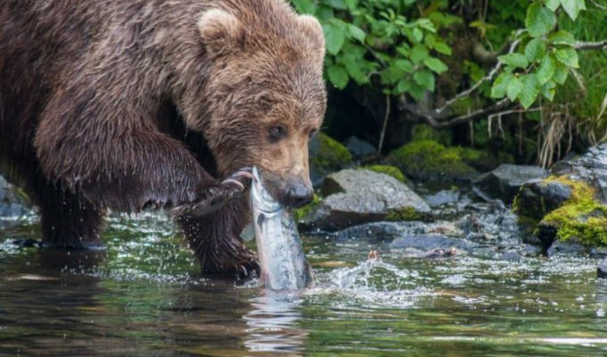 17 мощных портретов медведей Аляски (18 фото)