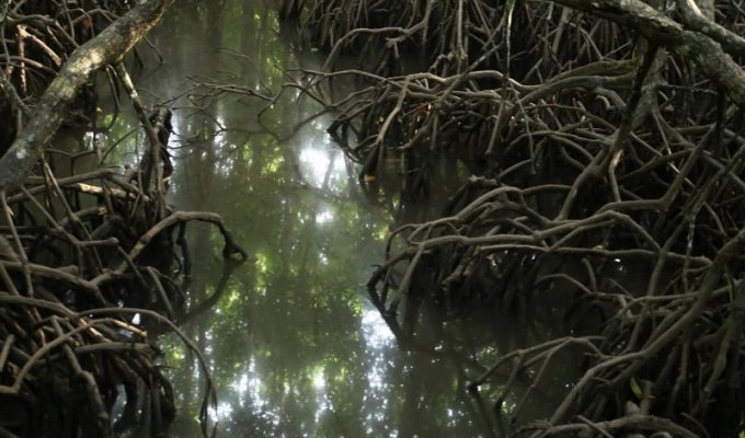 Мангровый лес: крутейший биом планеты (16 фото)