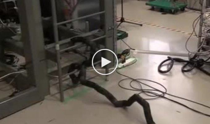 Робот-змея от японских инженеров, которая может карабкаться по лестницам