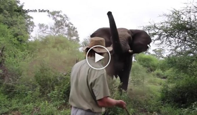 Как спокойно прогнать слона
