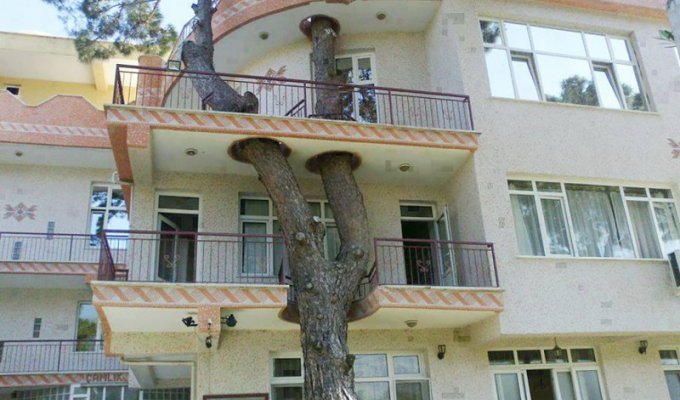 Дома, архитекторы которых отказались спиливать деревья (15 фото)