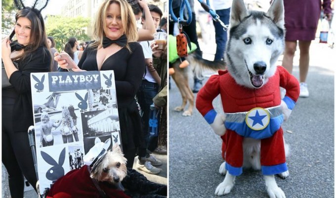 В Нью-Йорке прошел 27-ой костюмированный собачий парад: умилительное зрелище! (21 фото)