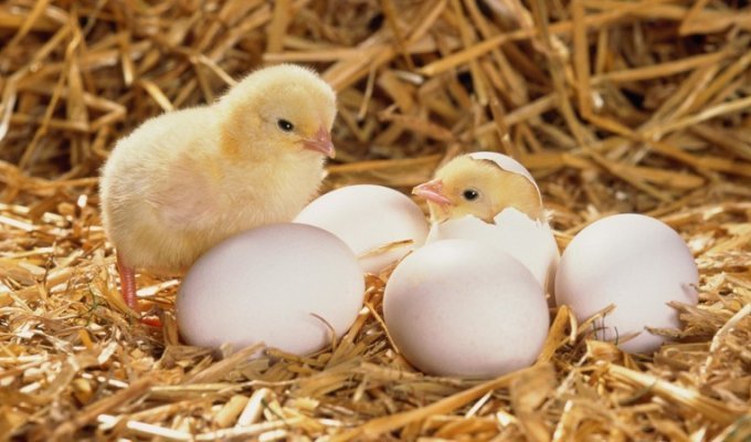 Цыпленок вылупился из яйца: что дальше? (9 фото)