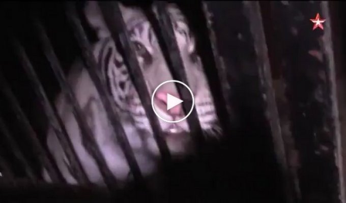 Грузовик, перевозивший тигров, попал в аварию