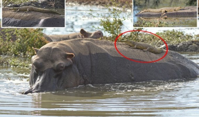 Нильский крокодильчик прокатился на спине ничего не подозревающего бегемота (7 фото)