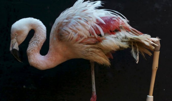 Фламинго с протезированной ногой учится ходить (11 фото)